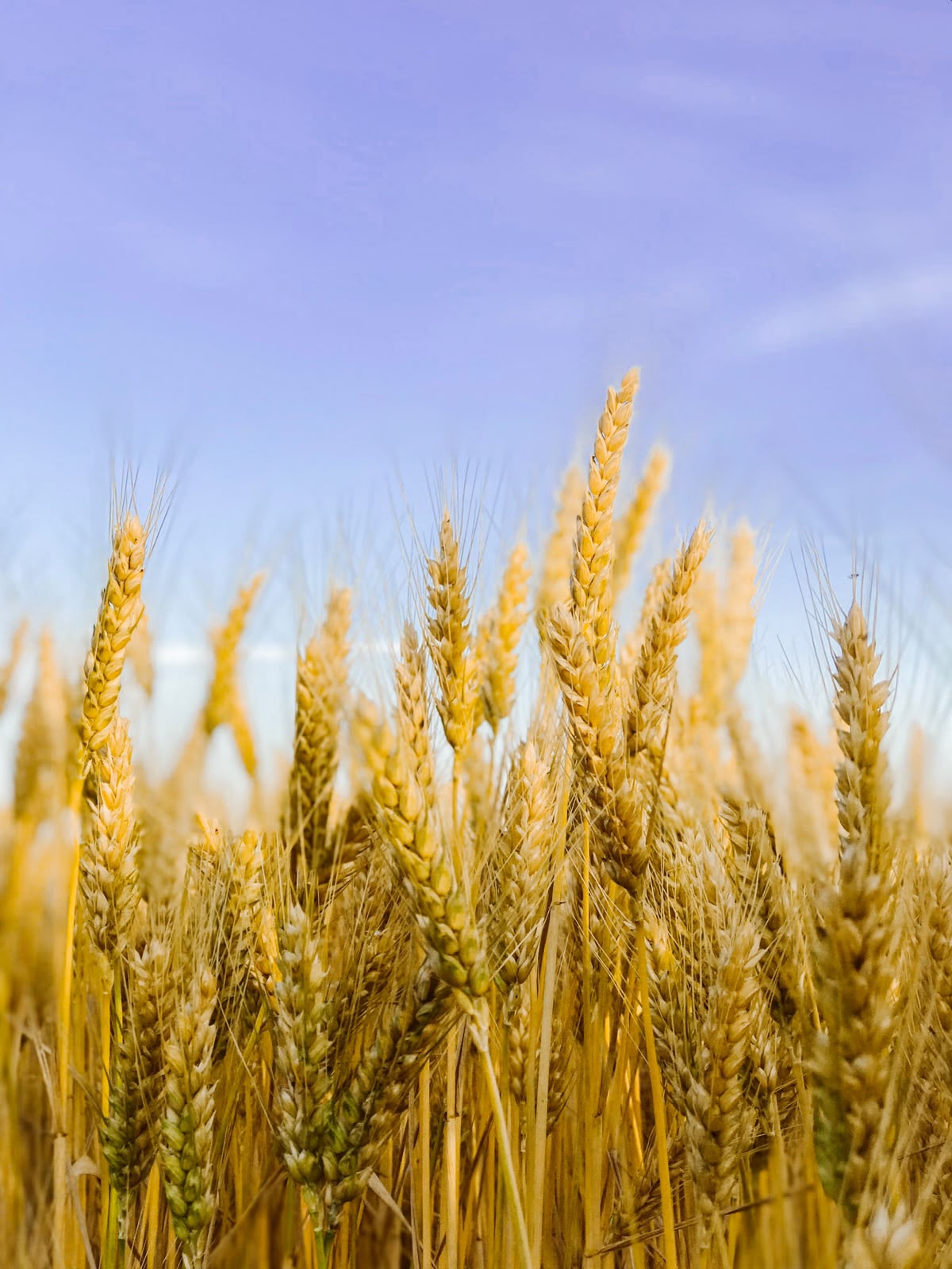 Wheat field at golden hour
