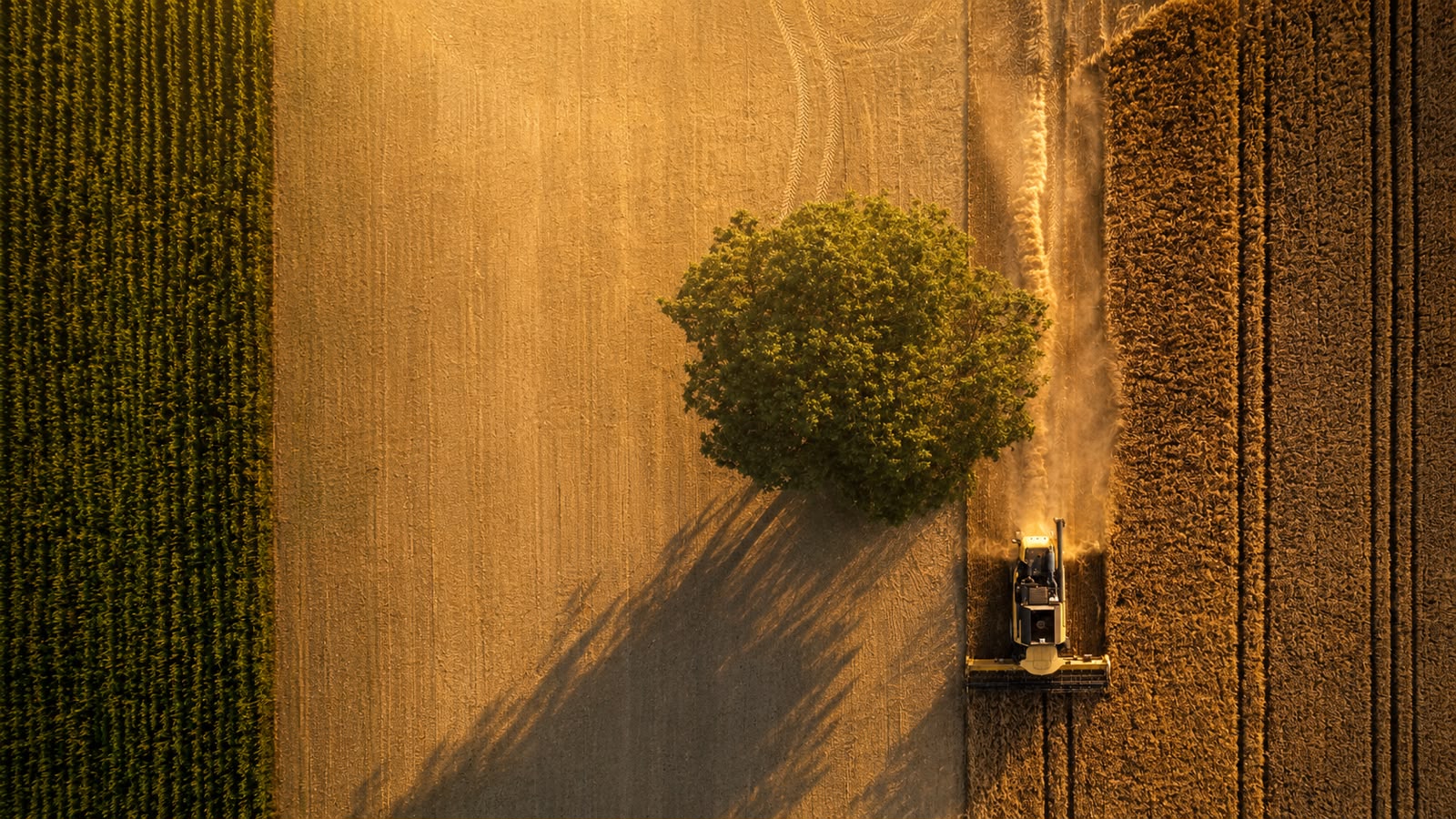 Farmers walking through a wheat field at sunset